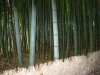 DSCN0275.JPG